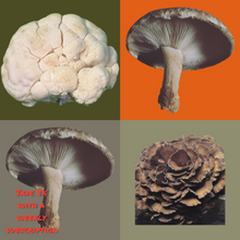 Load image into Gallery viewer, Immune and Brain Mix (300g)
