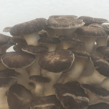 Load image into Gallery viewer, Fresh Black Pearl Mushrooms (100g)
