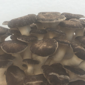 Fresh Black Pearl Mushrooms (100g)