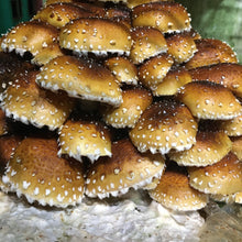 Load image into Gallery viewer, Cinnamon Cap Mushrooms Value Pack (227g)
