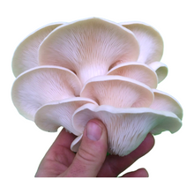 Load image into Gallery viewer, Fresh Oyster Mushrooms (100g)
