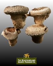 Load image into Gallery viewer, Mushroom Grow Kit (Large)
