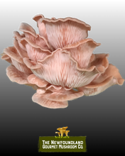 Load image into Gallery viewer, Mushroom Grow Kit (Large)
