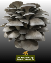 Load image into Gallery viewer, Mushroom Grow Kit (Large)
