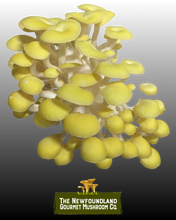 Load image into Gallery viewer, Mushroom Grow Kit (Large)
