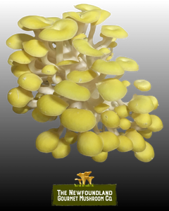 Mushroom Grow Kit (Large)