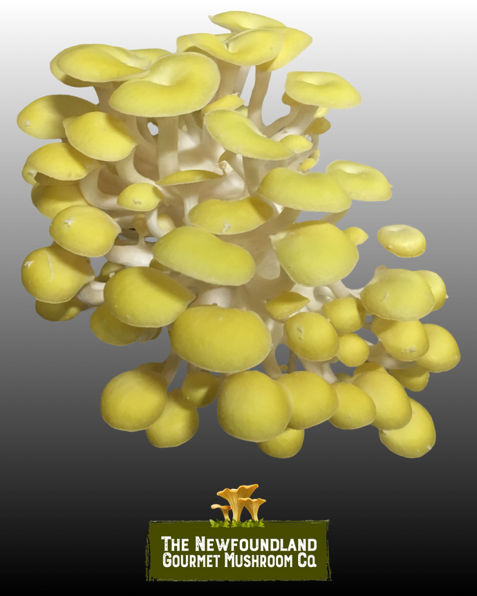 Mushroom Grow Kit (Large)