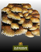 Load image into Gallery viewer, Mushroom Grow Kit (Large)
