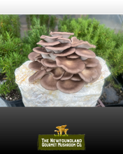 Load image into Gallery viewer, Mushroom Grow Kit (Large)
