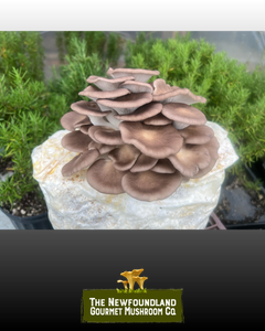 Mushroom Grow Kit (Large)