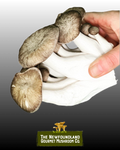 Load image into Gallery viewer, Mushroom Grow Kit (Large)
