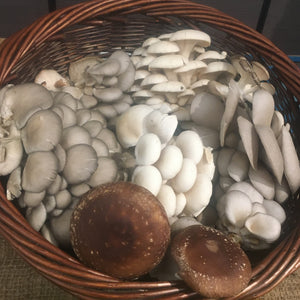 Mushroom Club Basket
