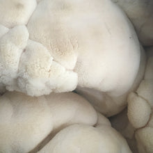 Load image into Gallery viewer, Fresh Lion&#39;s Mane Mushrooms (100g)
