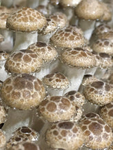 Load image into Gallery viewer, Beech Mushrooms Value Pack (227g)
