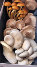 Load image into Gallery viewer, Mushroom Club Basket

