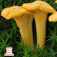 Load image into Gallery viewer, Large Fresh Chanterelles (454g)
