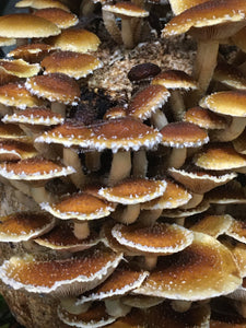 Cinnamon Cap Mushrooms Value Pack (227g)