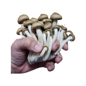 Beech Mushrooms Value Pack (227g)