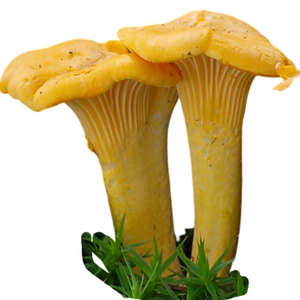 Fresh Chanterelles (150g)