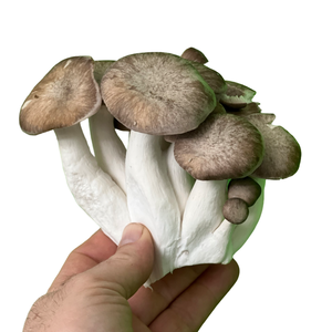 Fresh Black Pearl Mushrooms (100g)