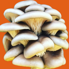 Load image into Gallery viewer, Fresh Oyster Mushrooms (100g)
