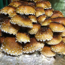 Load image into Gallery viewer, Fresh Cinnamon Cap Mushrooms (100g)
