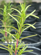 Load image into Gallery viewer, Rosemary Pre-Order (1 Gallon)
