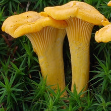 Load image into Gallery viewer, Large Fresh Chanterelles (454g)
