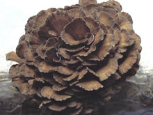 Load image into Gallery viewer, Fresh Maitake Mushrooms (100g)
